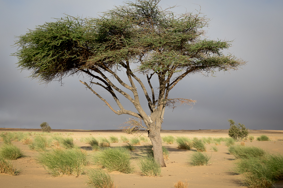Sophie et Bernard-Nicolas-Sidi et Bouha-Fx