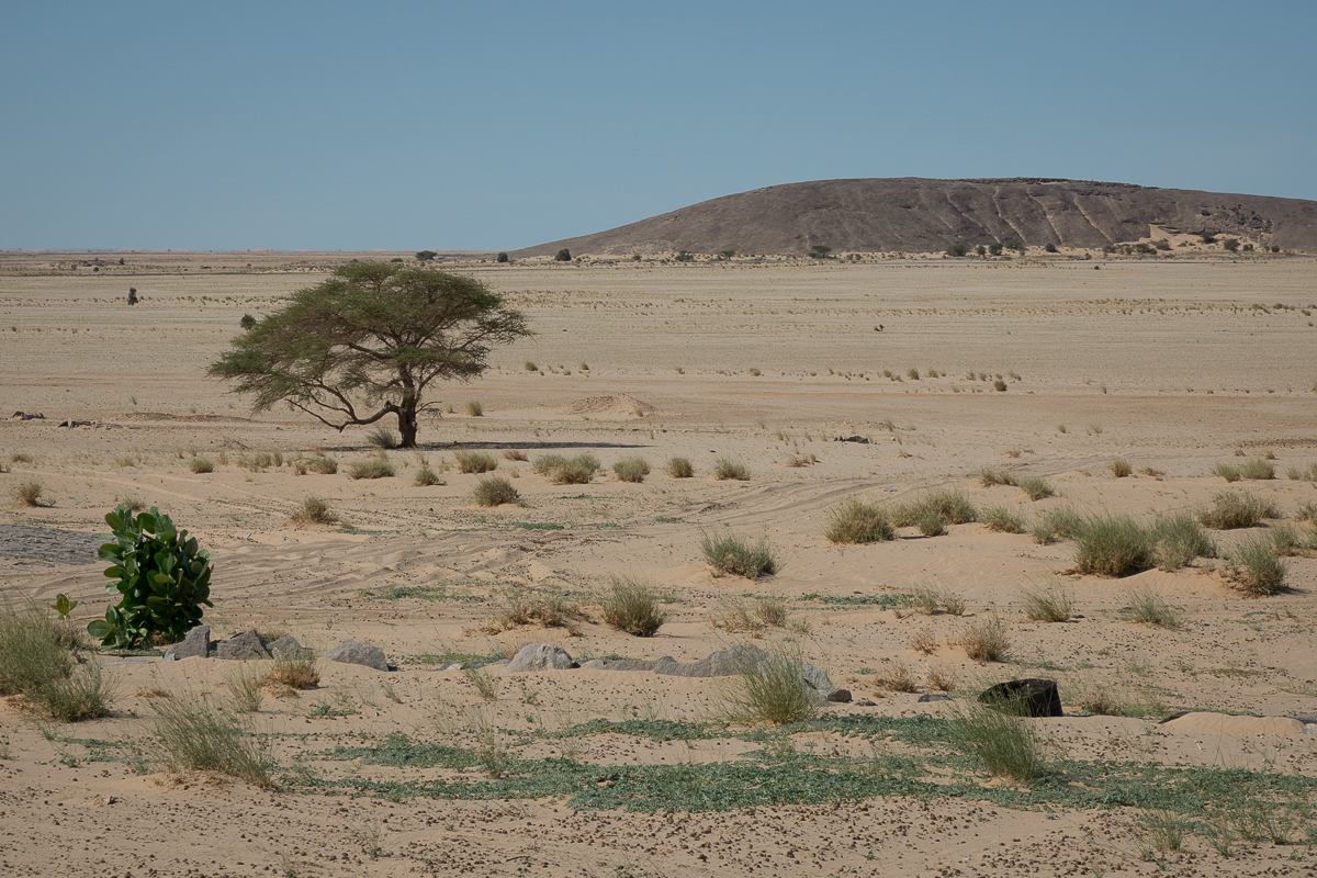 Sophie et Bernard-Nicolas-Sidi et Bouha-Fx