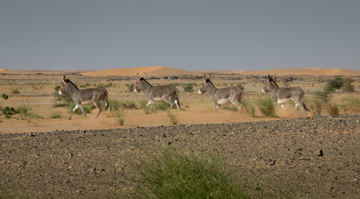 Sophie et Bernard-Nicolas-Sidi et Bouha-Fx