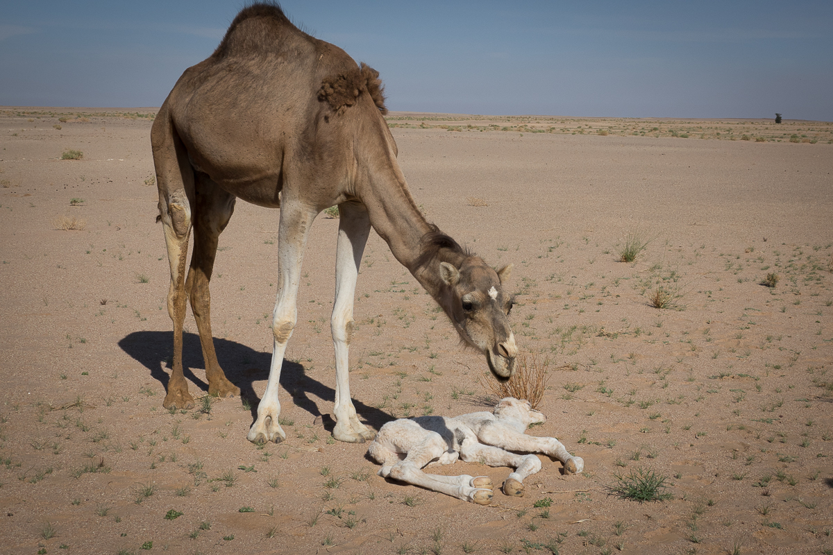Sophie et Bernard-Nicolas-Sidi et Bouha-Fx