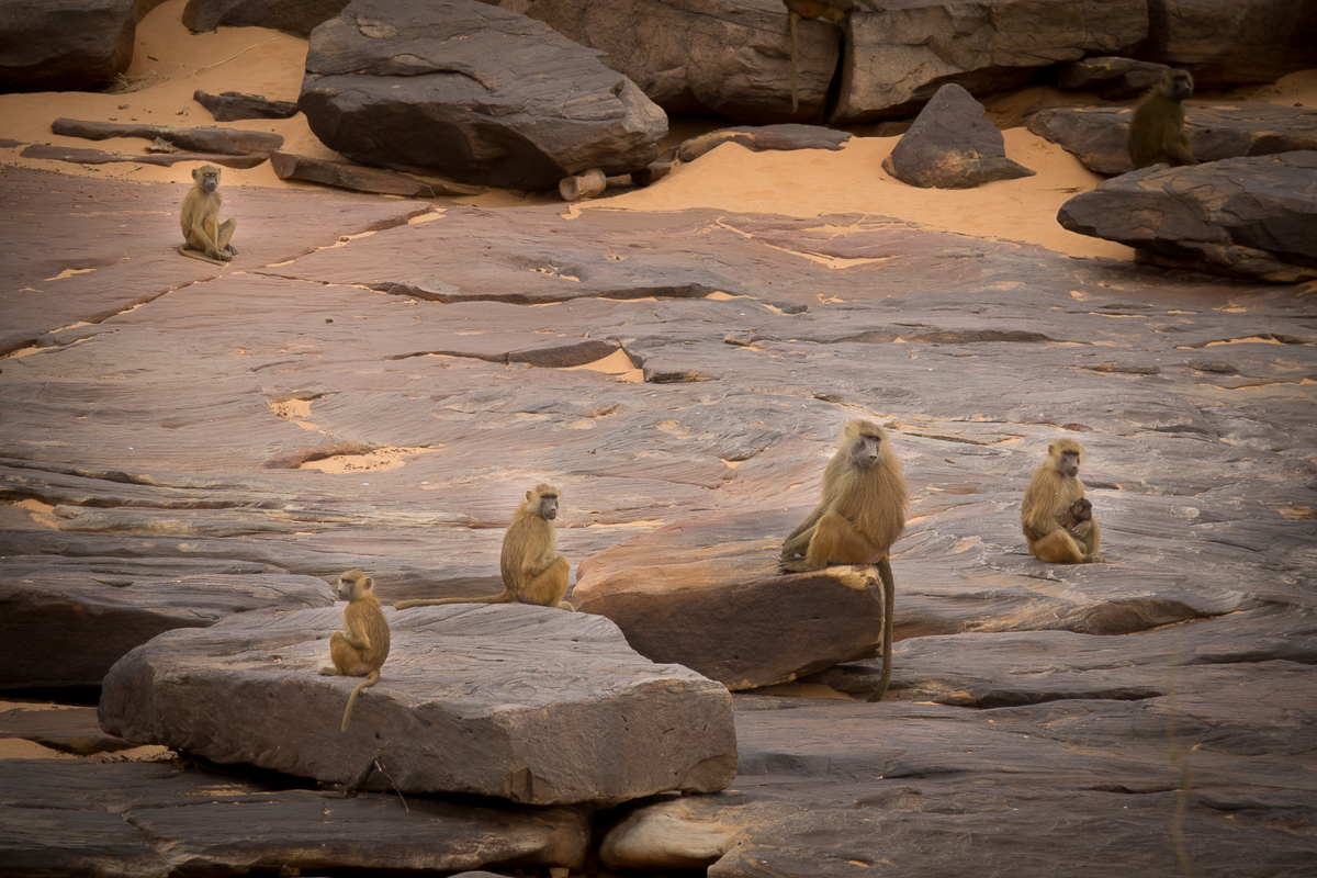 Sophie et Bernard-Nicolas-Sidi et Bouha-Fx