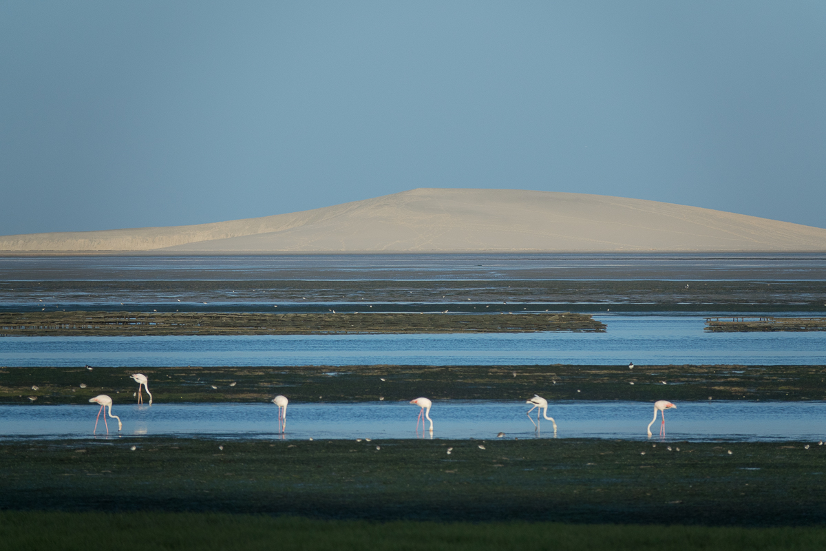 Sophie et Bernard-Nicolas-Sidi et Bouha-Fx