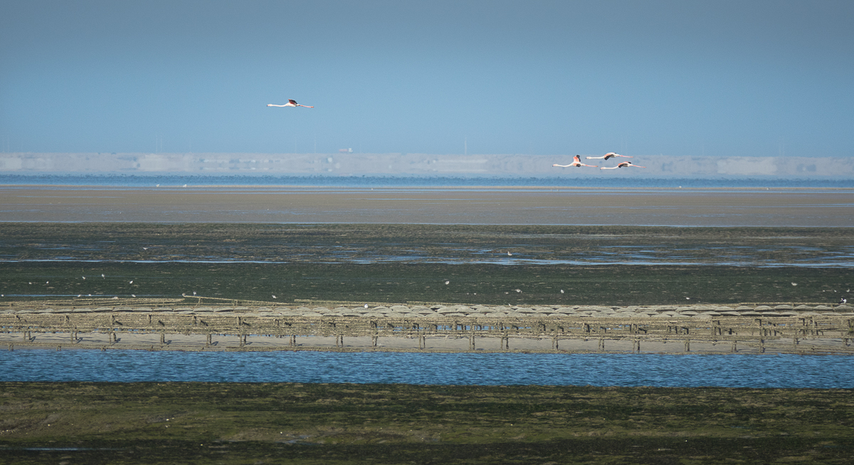 Sophie et Bernard-Nicolas-Sidi et Bouha-Fx
